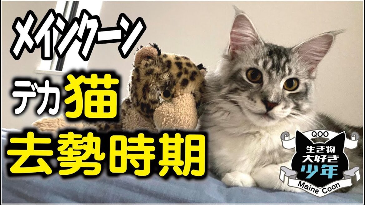 【メインクーン】オスの大型猫の去勢時期。生後6ヶ月頃が適切？