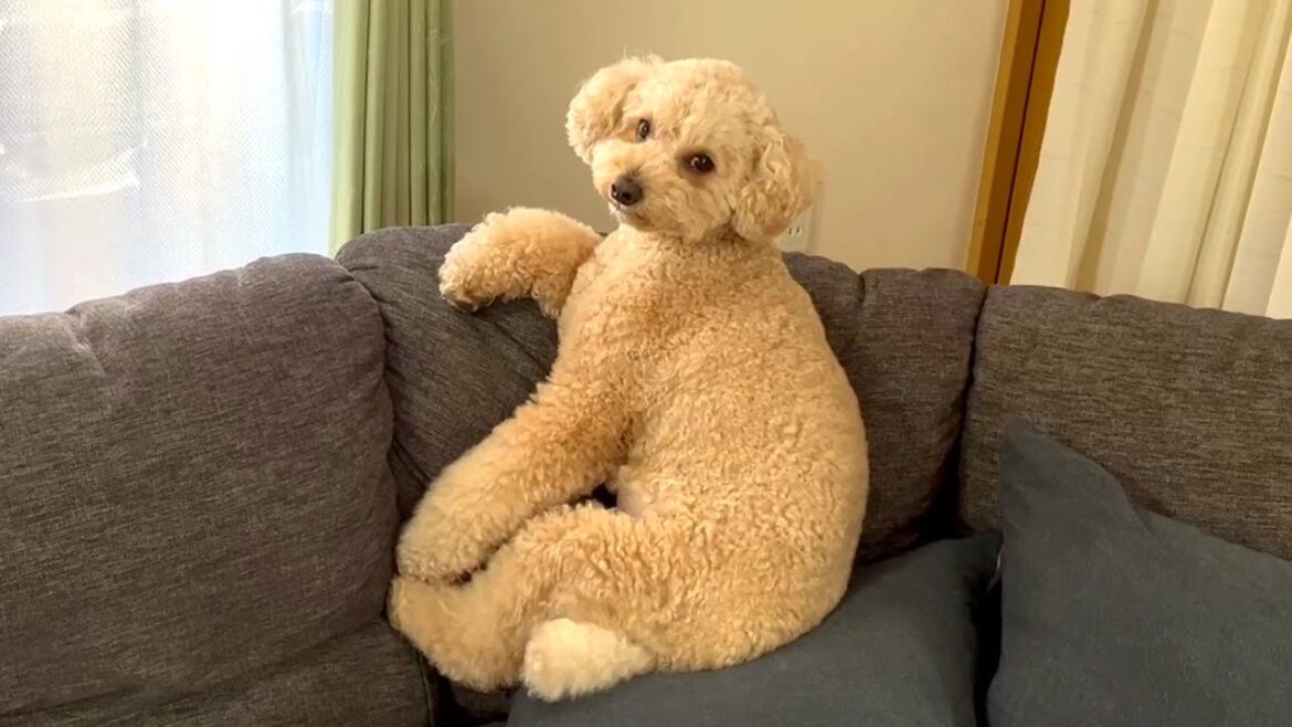 暑い夏を有意義に過ごす大きいトイプードル【デカプー】【トイプードルのロアくん】【toy poodle】