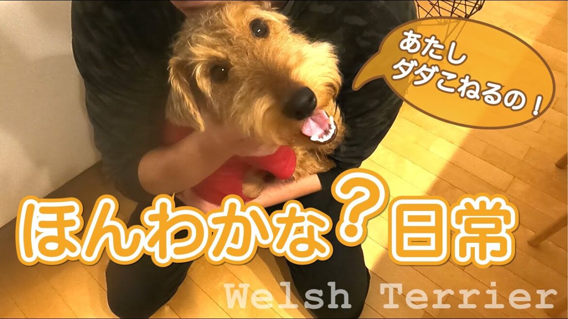 【ほんわかな？日常02】じゃれて・暴れて・寝落ちします！- ウェルシュテリア - ELK - a little monster - Welsh Terrier - #012