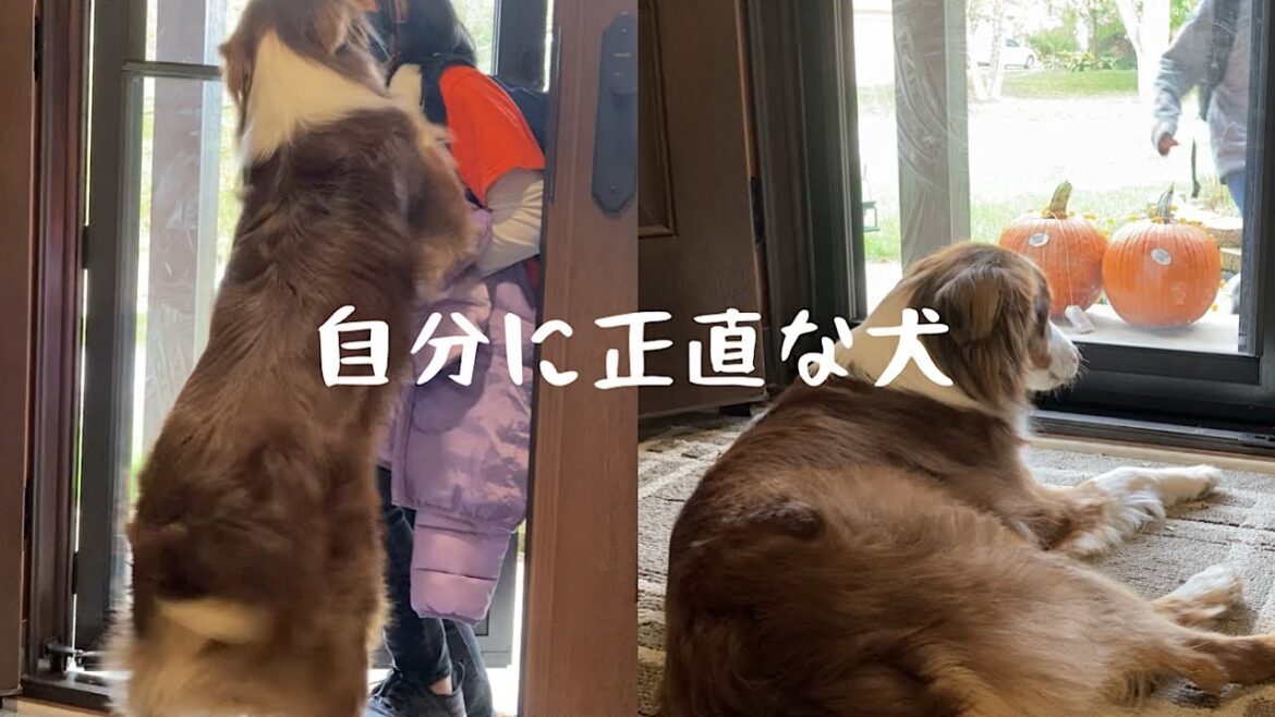 家族のお迎えがどんどん雑になるオーストラリアンシェパード 娘と息子の違いがひどすぎる【Australian Shepherd】 家族のお迎えがどんどん雑になるオーストラリアンシェパード 娘と息子の違いがひどすぎる【Australian Shepherd】