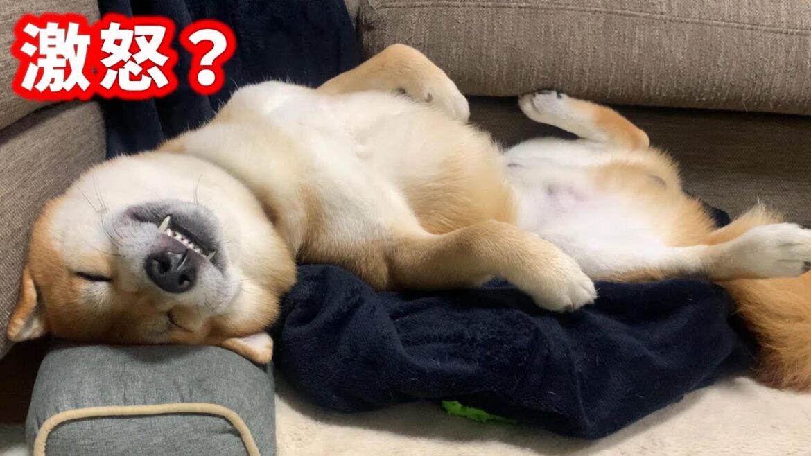 キレながら寝る柴犬がその後急に鳴き出したワケとは⁉