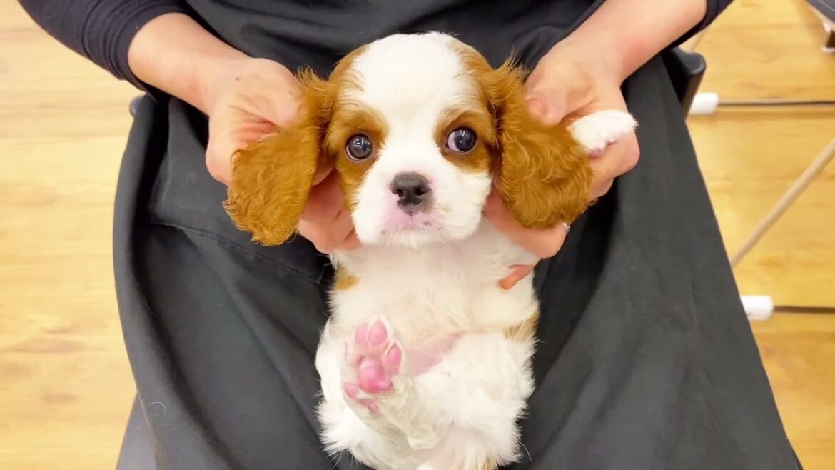 【キャバリアキングチャールズスパニエル】ずっと尻尾を振っている人懐っこすぎるキャバちゃん
