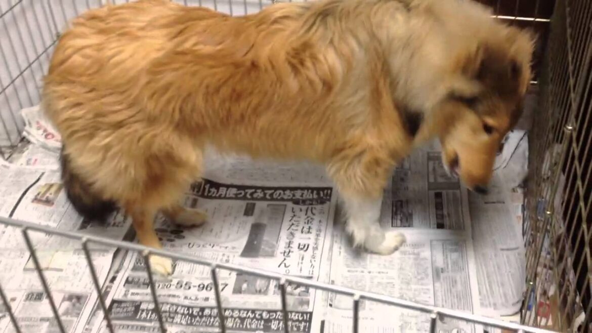 rough collie puppy eating a rawhide stick　ラフ・コリー