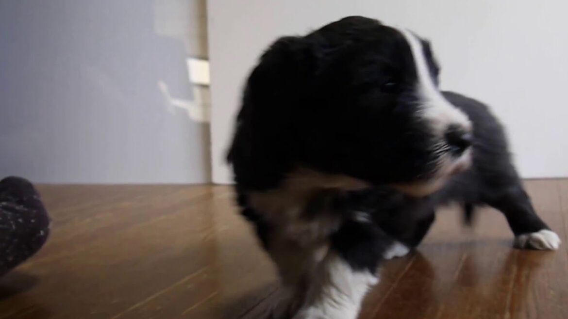 ビアデッドコリーのオス東京ブリーダーPADOG関東で子犬販売