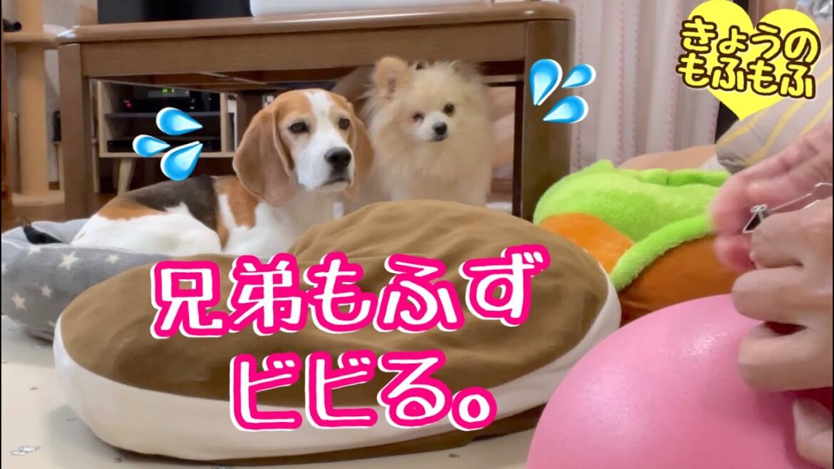 空気入れにビビりながらも応援してくれる【ビーグルさつきとポメ梵天】