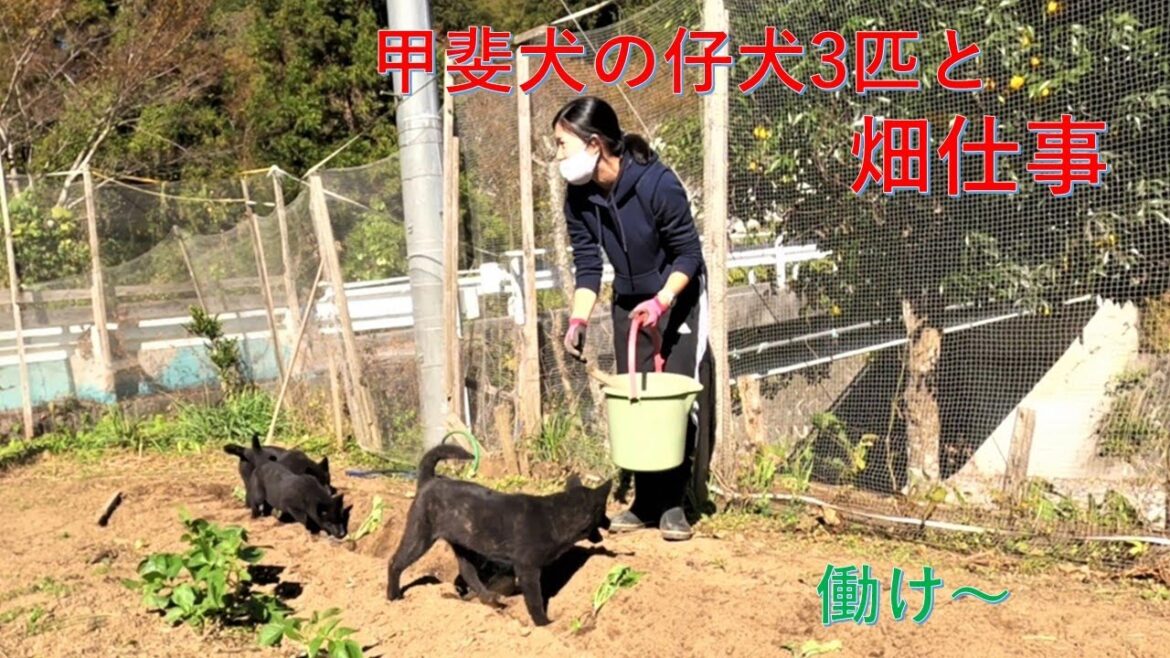甲斐犬の仔犬3匹と畑仕事です！【Samurai dog TV】