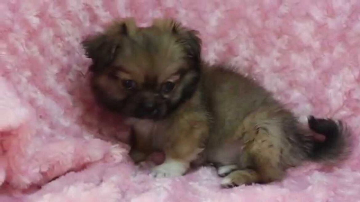 チベタンスパニエル♂