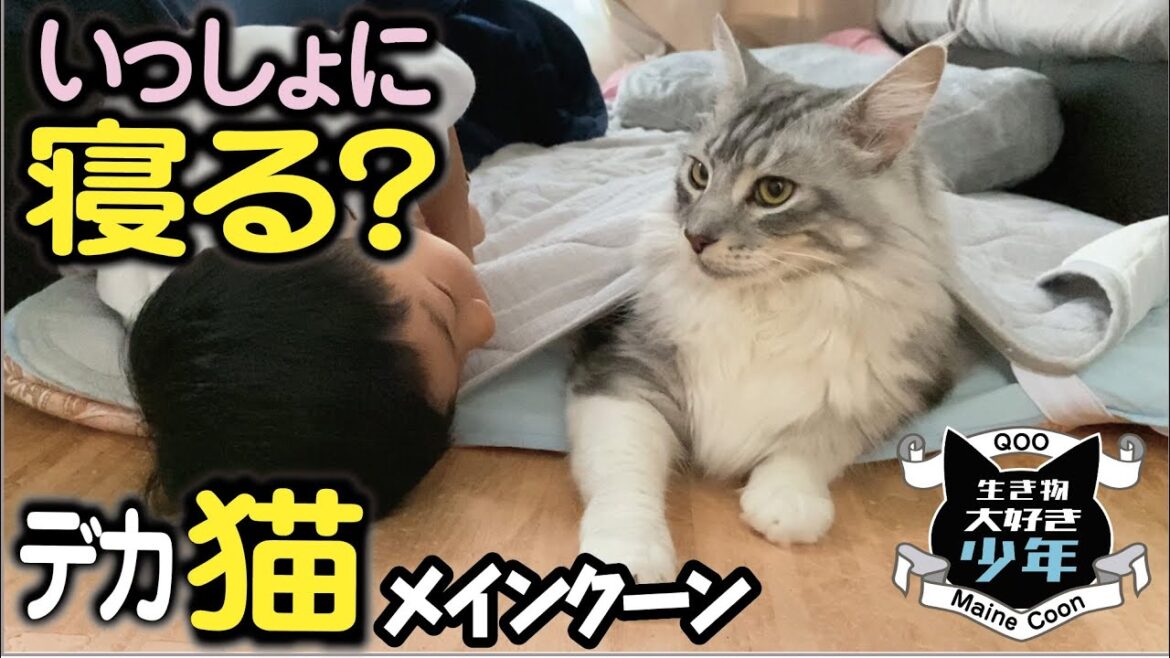 【メインクーン】子どもの布団で寝る大型猫。シーツの間に挟まって寝るのが好きみたい。