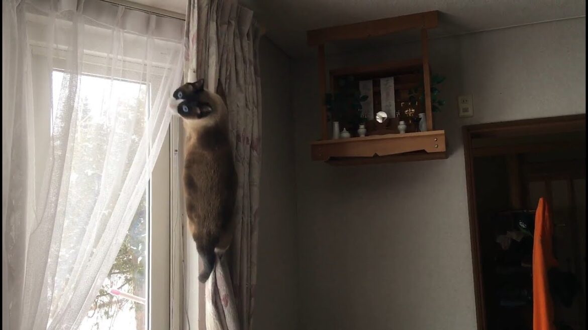 神棚に行きたいスノーシュー  snowshoe cat want to go god shelf
