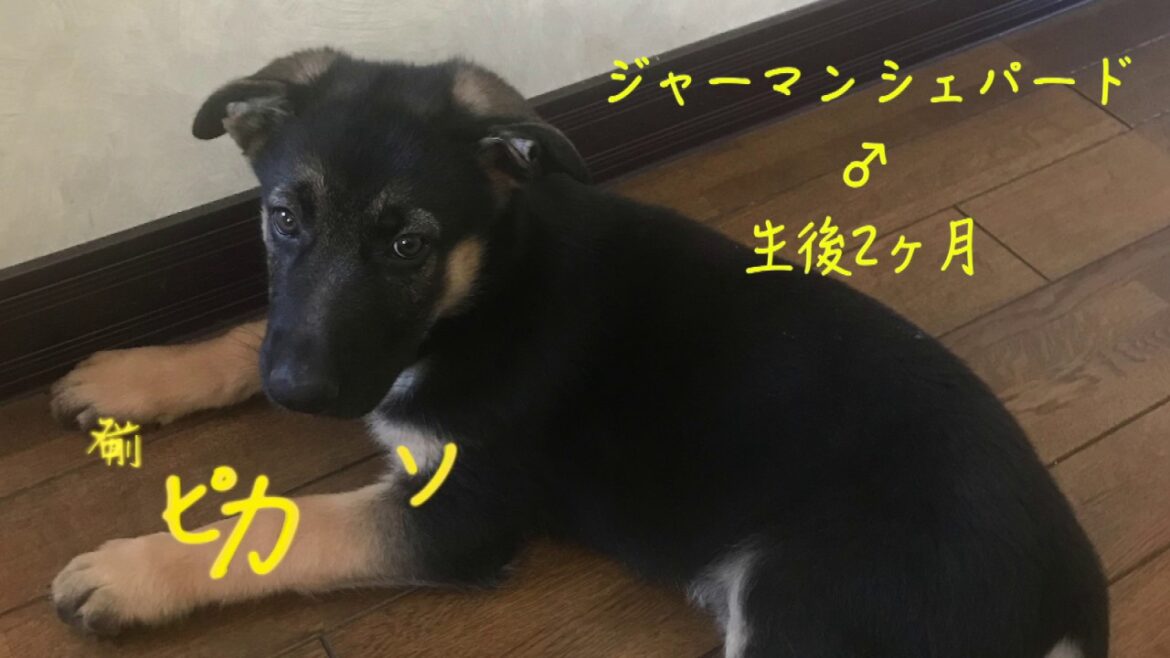 シェパードの子犬がやって来た！