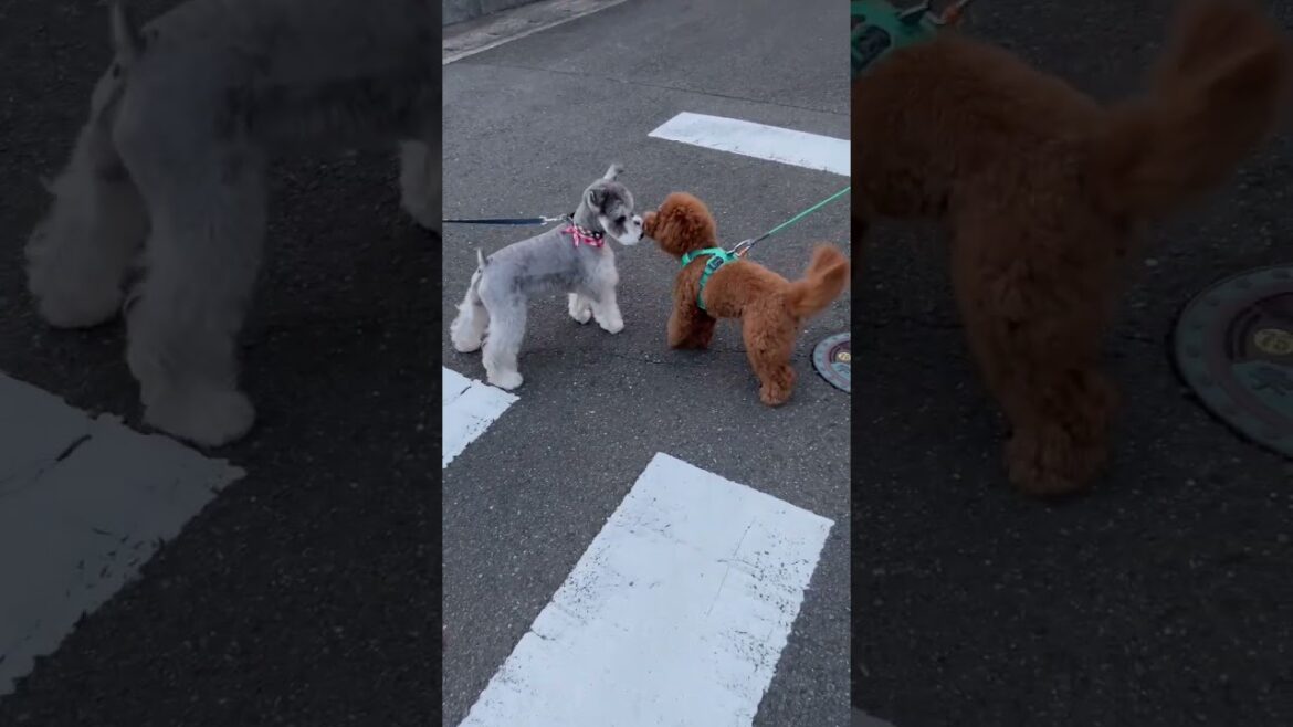 散歩中にシュナウザーに会ったよ！！仲良くなれるかな？？