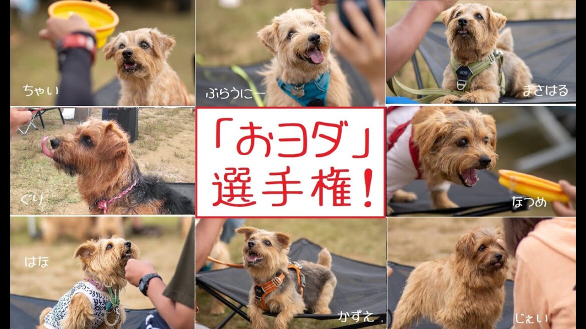【ノーフォークテリア】おヨダ選手権