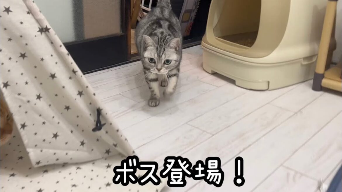 新婚部屋を視察してみた！【アメリカンショートヘアのあいちゃん】