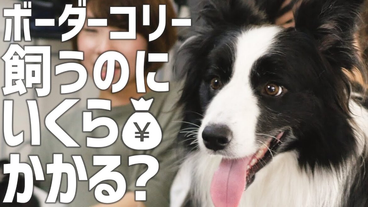 我が家のリアルな飼育費用公開！ボーダーコリーを飼うとこれくらいかかります