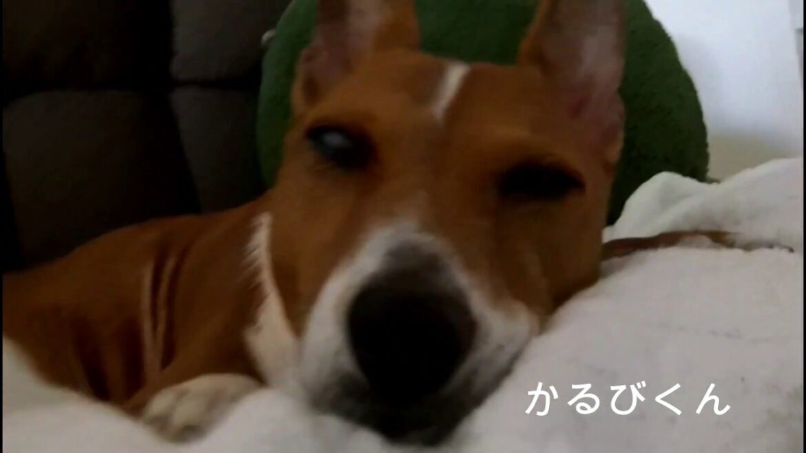 【バセンジー】かるび、気だるい午後のひととき。うたた寝顔のクローズアップ。