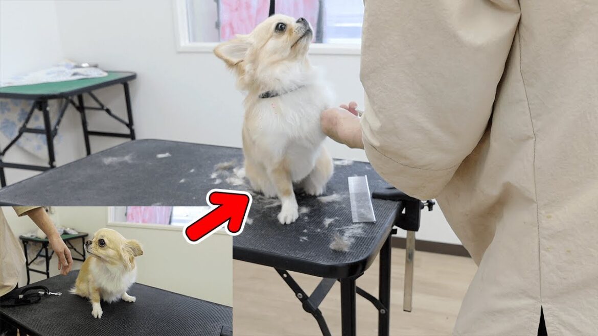 犬（チワワ）が久しぶりのトリミングで震えていたのに一変する姿がこちらです