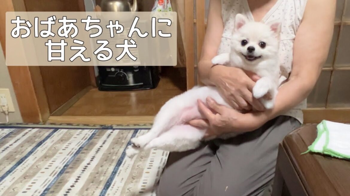 初対面のおばあちゃんにもグイグイ甘えにいくポメラニアンが可愛い(お盆休み帰省前編)