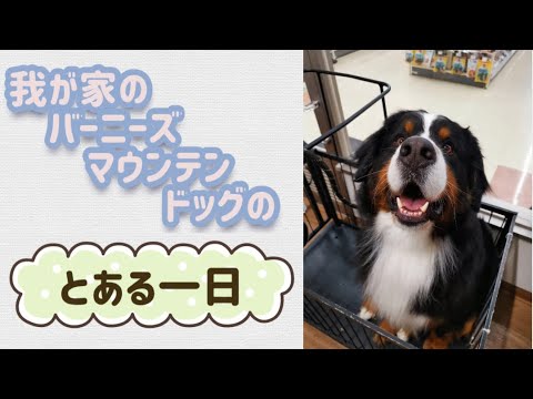 我が家のバーニーズマウンテンドッグのとある一日 我が家のバーニーズマウンテンドッグのとある一日