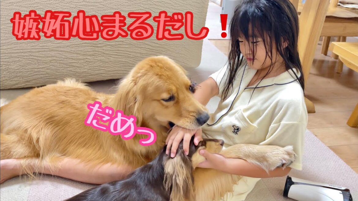 まるで束縛彼氏！大好きな姉には自分だけを見て欲しい大型犬が嫉妬心丸出しの行動を連発！【ゴールデンレトリバーとミニチュアダックスフンド】