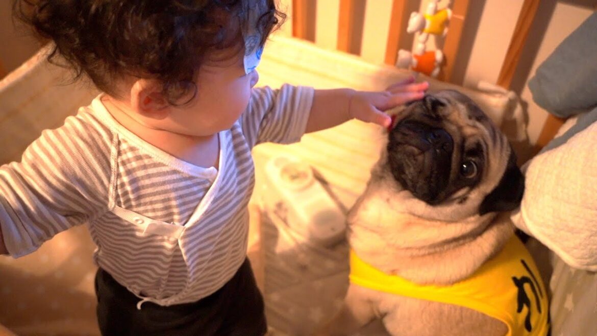 ベビーシッターもこなす天才犬がこちら【パグ2歳】