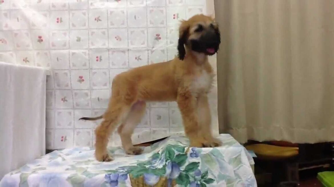 アフガンハウンドの子犬を販売中。毛色はレッド：ブラックマスク。