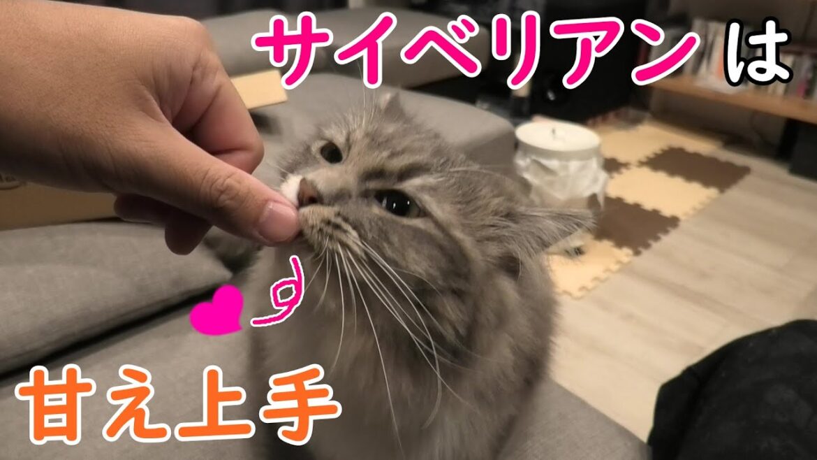 まるで犬のような甘え方をするサイベリアン猫／Siberian cat sweetening like a dog【サイベリアンのラフィ#90】