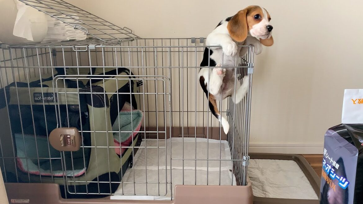 【子犬の脱走】お迎えから4日目にしてケージから脱走しました【ビーグル 多頭飼い】Beagle Puppy