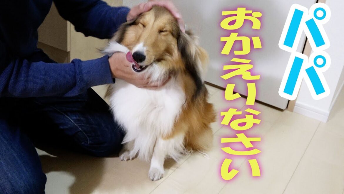 １週間ぶりにパパが帰ってきた！！！喜び甘えるシェルティちょこ