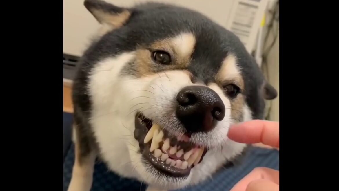 【悲報】ガルガルおしまい...と言われると悲しげな柴犬。