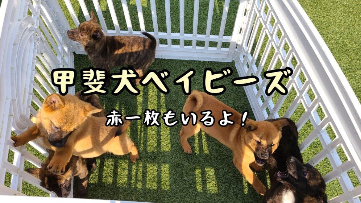 故郷へ里帰り！腹違いのきょうだい達【赤一枚の甲斐犬ハチ】
