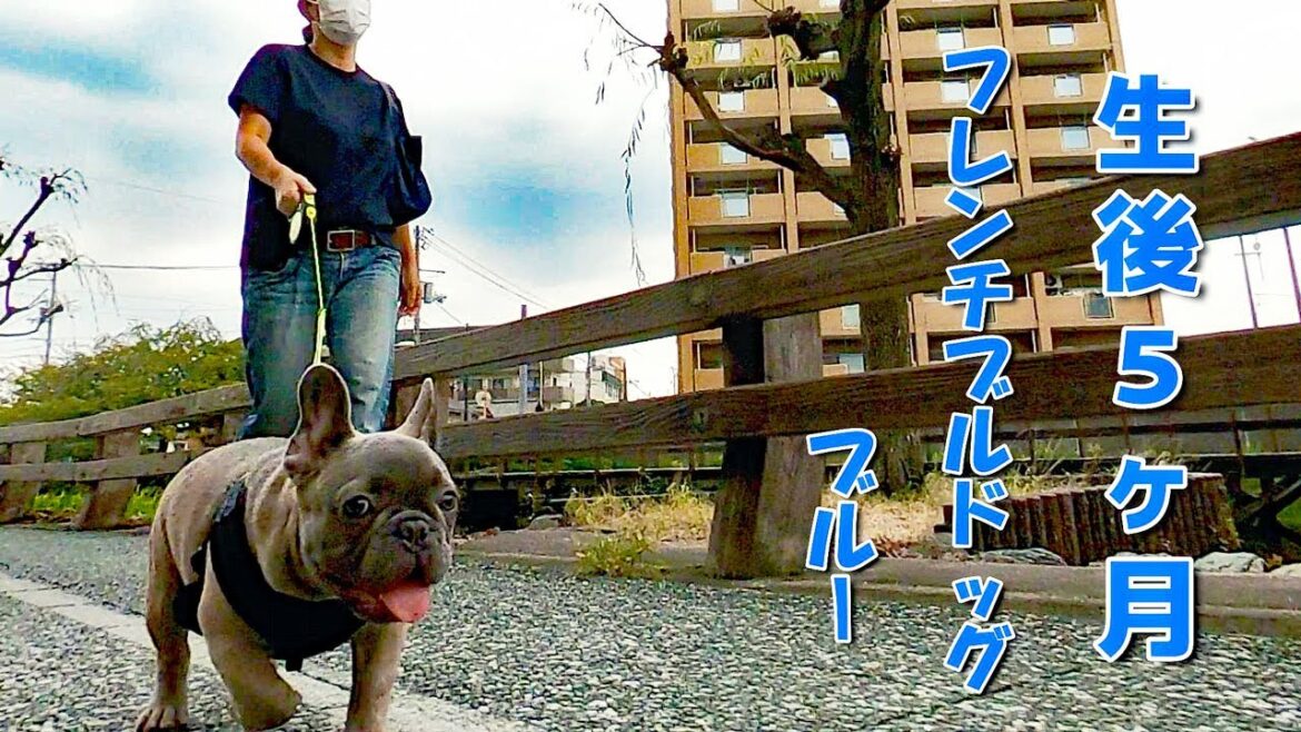 生後５ヶ月の外国産フレンチブルドッグ・ブルー