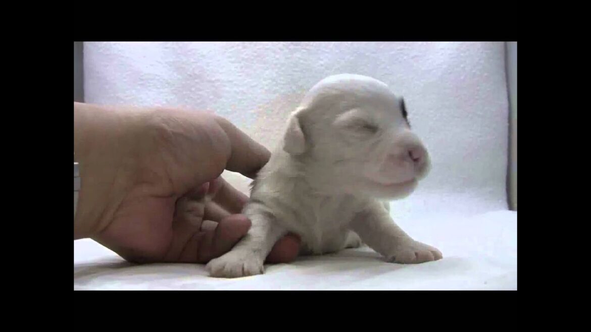 シーリハムテリアの子犬