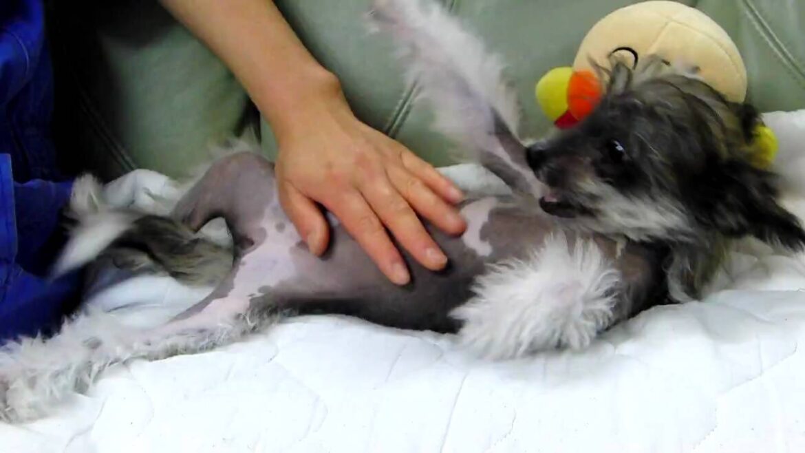 チャイニーズクレステッドドッグの子犬2010.01.24