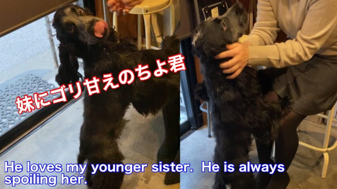 【ショート動画】妹にゴリ甘えるイングリッシュコッカースパニエル【ちよ君】癒し  #Shorts