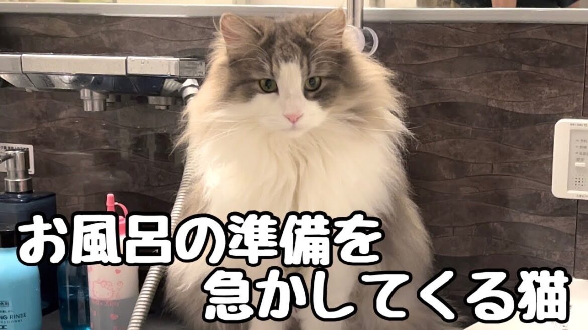 【ノルウェージャンフォレストキャット】冬毛シャンプーに盛り上がり風呂場を離れない猫たち♨️変わってるな〜（笑）