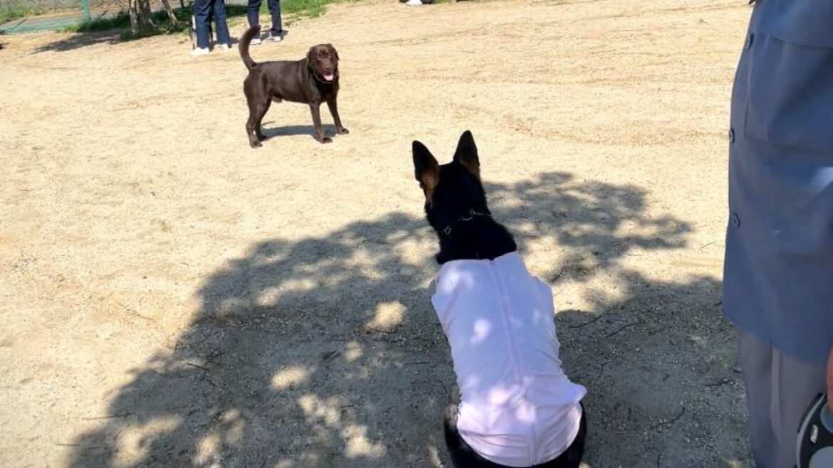 ドッグランでアクシデントがあった後、飼い主を守ろうとするシェパード犬 ドッグランでアクシデントがあった後、飼い主を守ろうとするシェパード犬