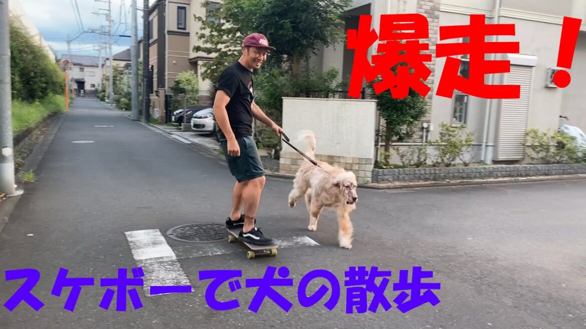 スケボーで犬の散歩してみた【イングリッシュセッターのペイジ】