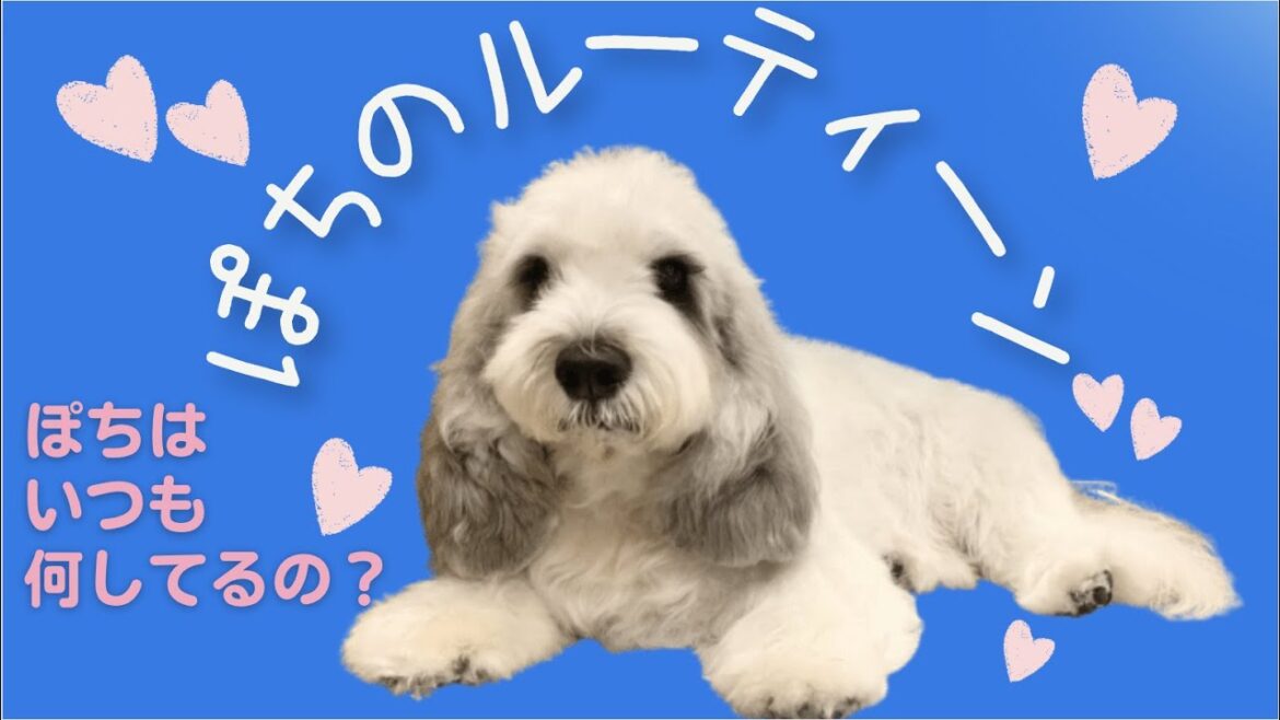 【ぽちのルーティーン 】起床から就寝までお犬様🐶の1日をご紹介します💕💕