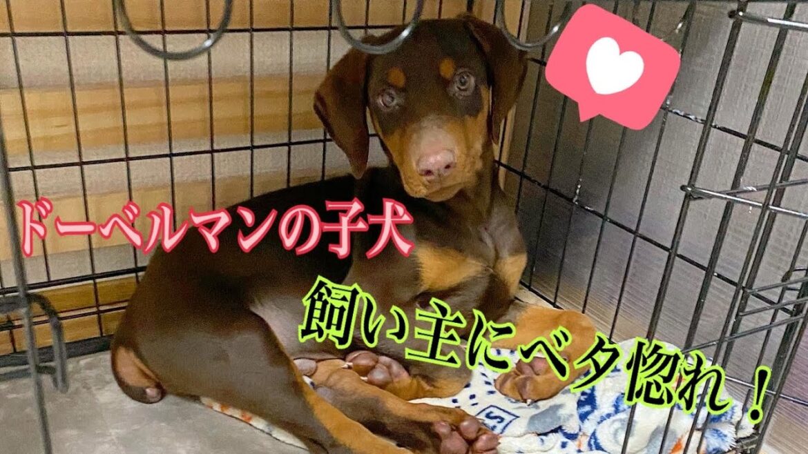 小さなドーベルマンがひたすら飼い主に甘えまくるだけ