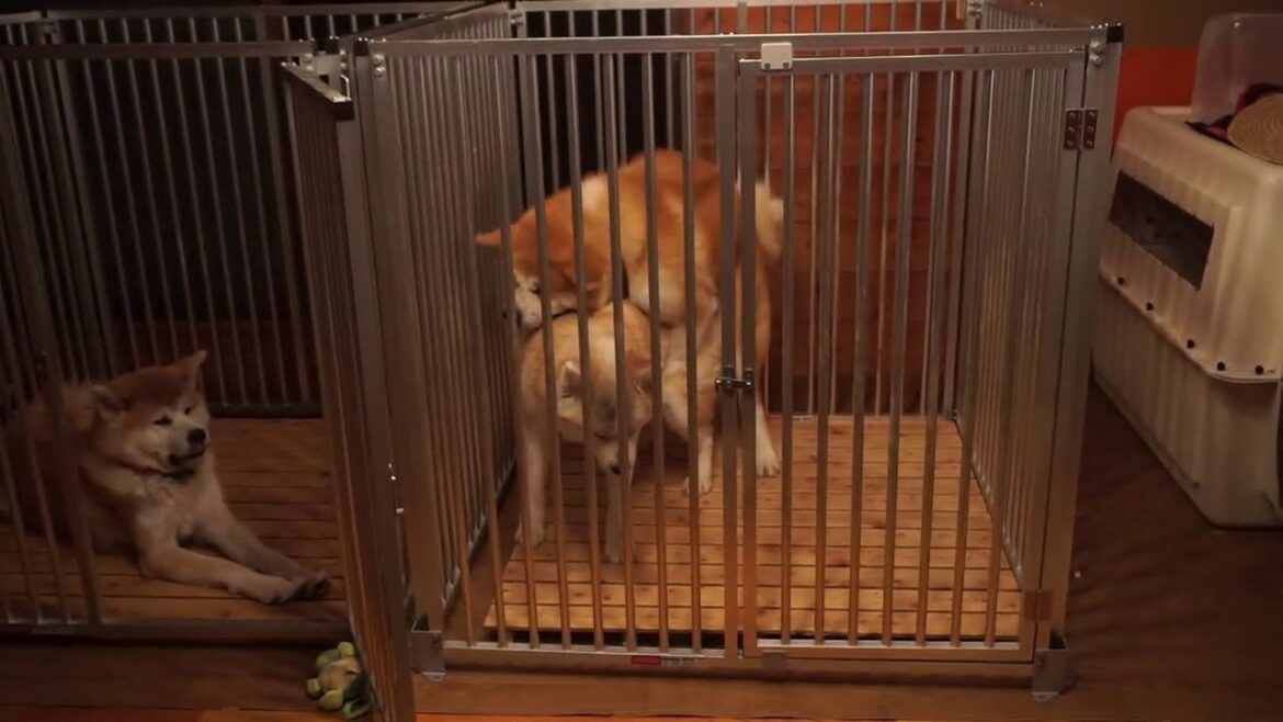 秋田犬　自然交配　part２ 2019/04/23