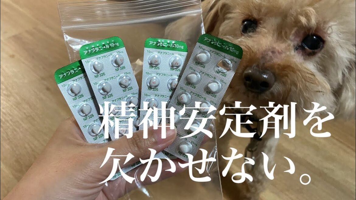 虐待を受けたトイプードル。精神安定剤が欠かせない。 虐待を受けたトイプードル。精神安定剤が欠かせない。