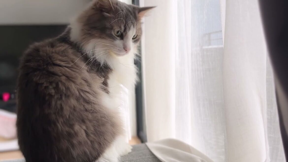 猫と雨。ノルウェージャンフォレストキャット