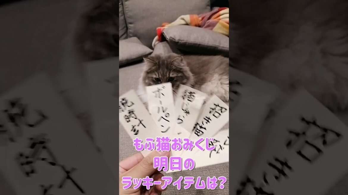 【明日のラッキーアイテム】もふ猫おみくじ【サイベリアンのラフィ】#Shorts 【明日のラッキーアイテム】もふ猫おみくじ【サイベリアンのラフィ】#Shorts