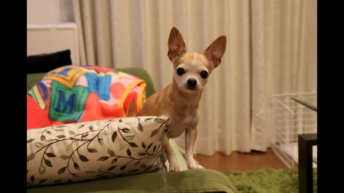 【スムースコートチワワ犬のふく】慌ててジャーキーを食べるの巻