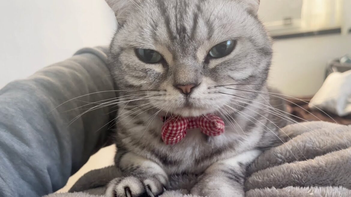お腹の上でふみふみしてる動画ばかりなのだけどいいのかしら...