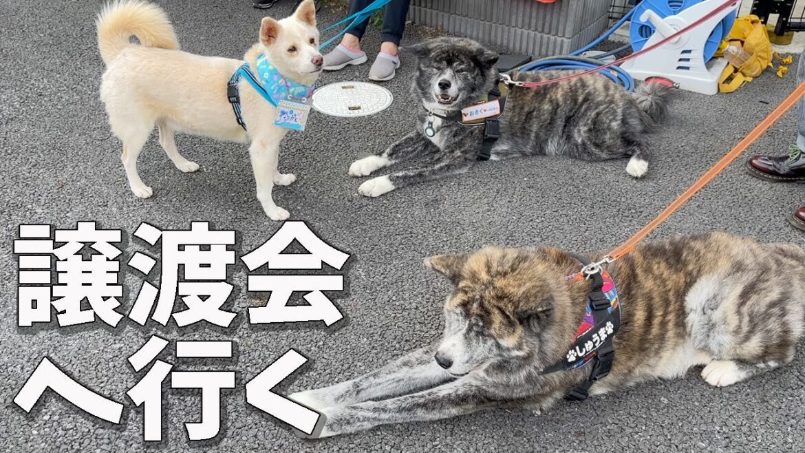 お世話になってる人達に会いに譲渡会に行ってきました【秋田犬】【大型犬】【akita dog】