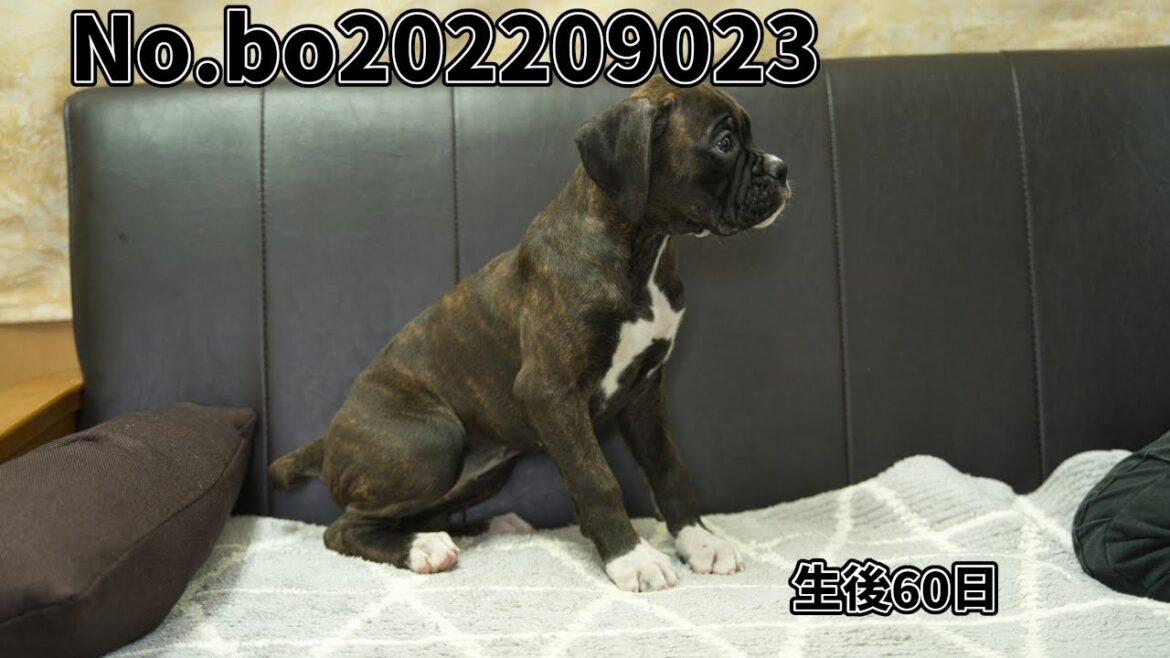 ボクサー犬の子犬販売 No.bo202209023 静岡県浜松市のブリーダー 2022年9月2日生 11月1日現在