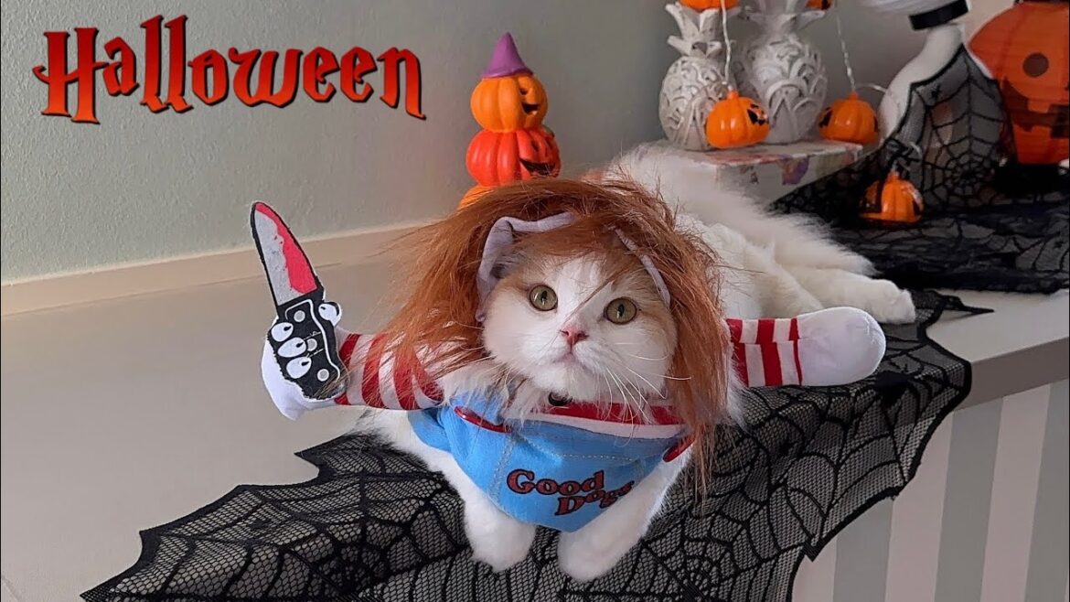 【Halloween】ハロウィン!猫ちゃんが本気の仮装をしたらかわいすぎた 【Halloween】ハロウィン!猫ちゃんが本気の仮装をしたらかわいすぎた