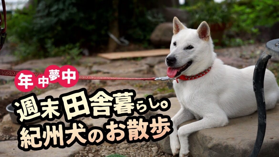 【紀州犬】夏の１日。わんこの田舎暮らし　紀州犬/日本犬/田舎暮らし