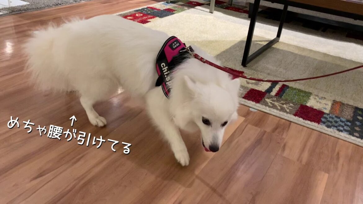 フローリング床が苦手な日本スピッツちぃ。/ Japanese Spitz who is not good at smooth floors フローリング床が苦手な日本スピッツちぃ。/ Japanese Spitz who is not good at smooth floors